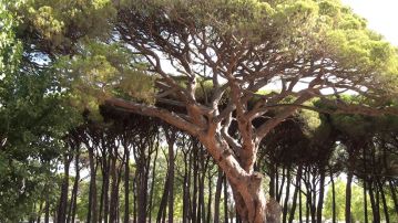 L'Arbre Millenaire