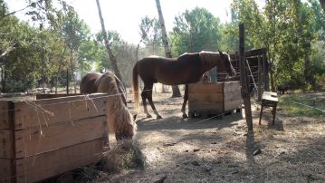 Balades à poney