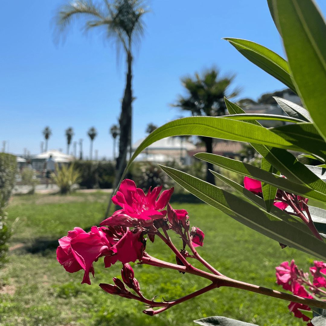 Les week-ends de Mai au Camping Saint-Aygulf Plage !