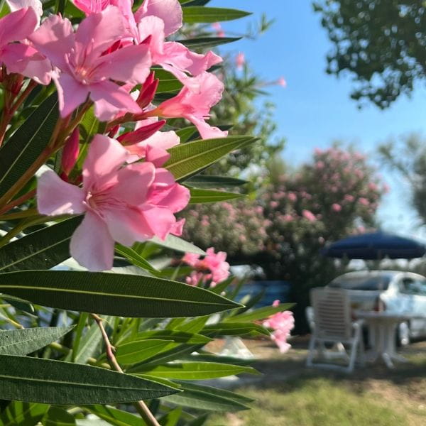 Camping Saint Aygulf Plage emplacements