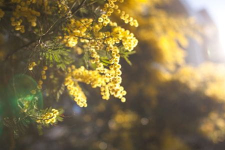 image Les mimosas illuminent l’hiver à Saint-Aygulf