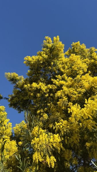 Février à Saint-Aygulf : quand l&rsquo;hiver prend des couleurs d&rsquo;or