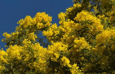 Image Février à Saint-Aygulf : quand l'hiver prend des couleurs d'or